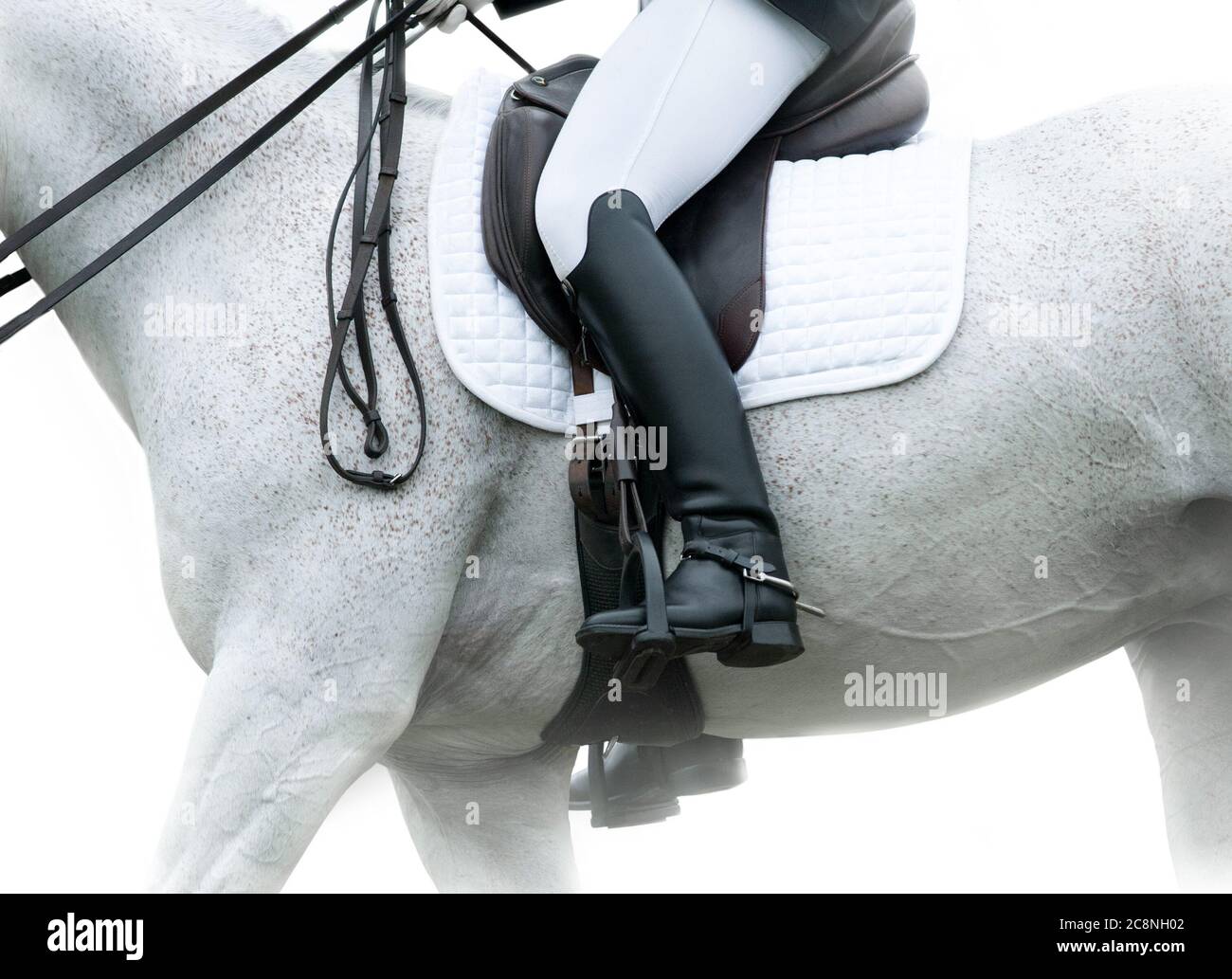 Concetto di equitazione: Cavaliere femminile su un cavallo arabo bianco in uno stile chiave Foto Stock
