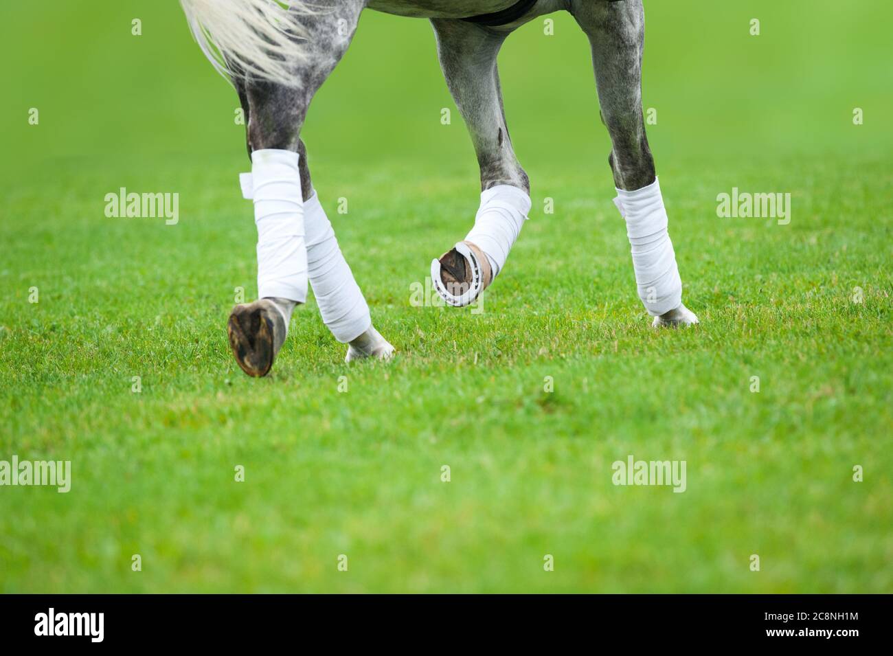 Cavallo grigio su una lezione di dressage in estate Foto Stock