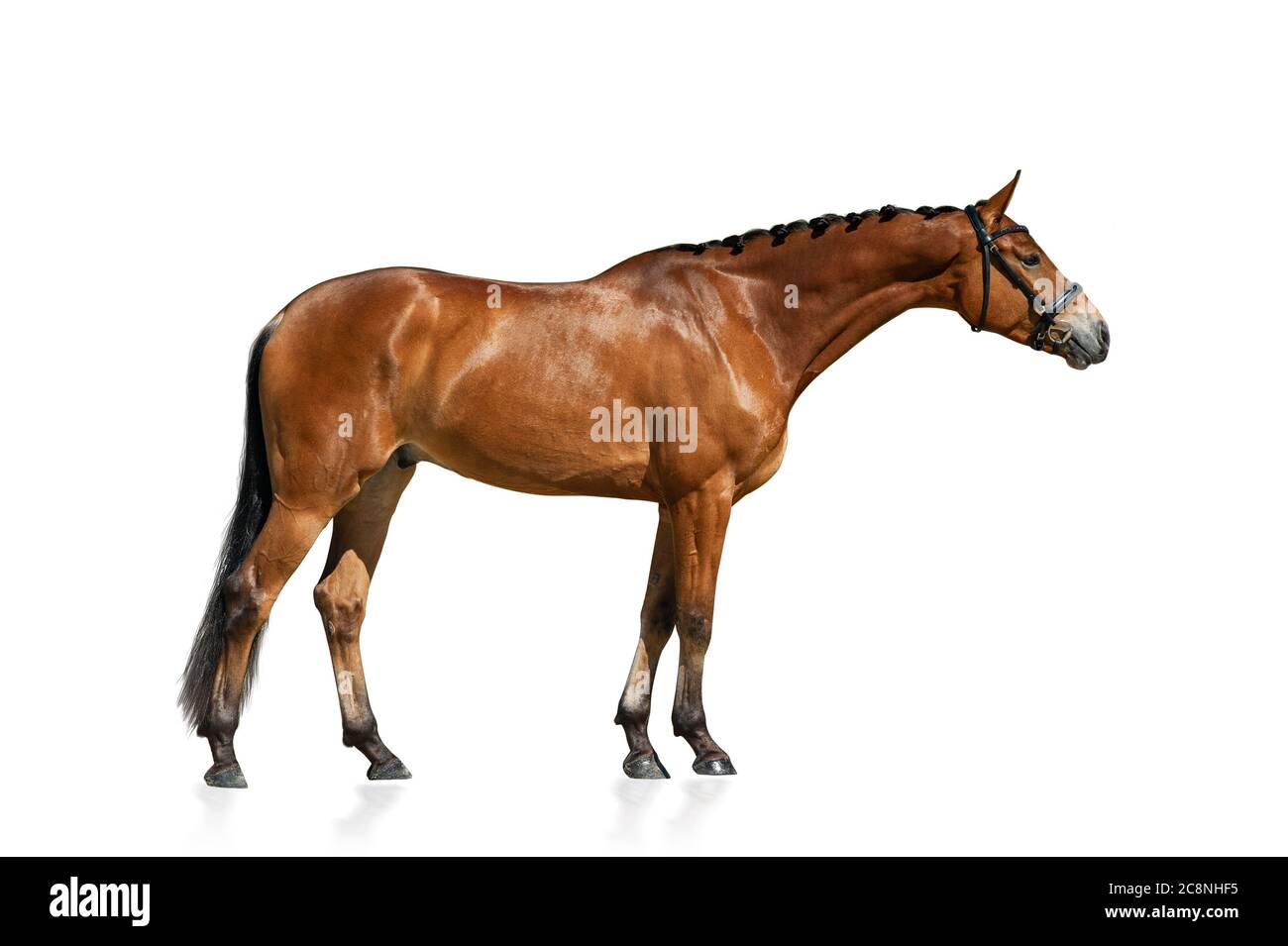 Bay cavallo sportivo in piedi, isolato su uno sfondo bianco Foto Stock