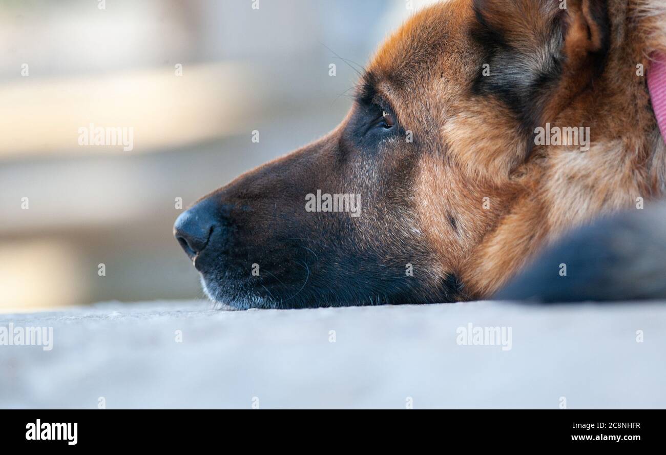 Closeup del muso del cane del pastore tedesco Foto Stock