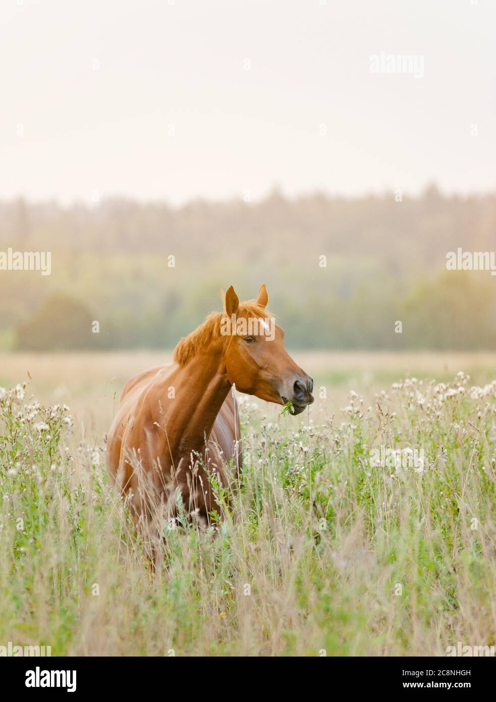 Cavallo mattina presto in campo Foto Stock