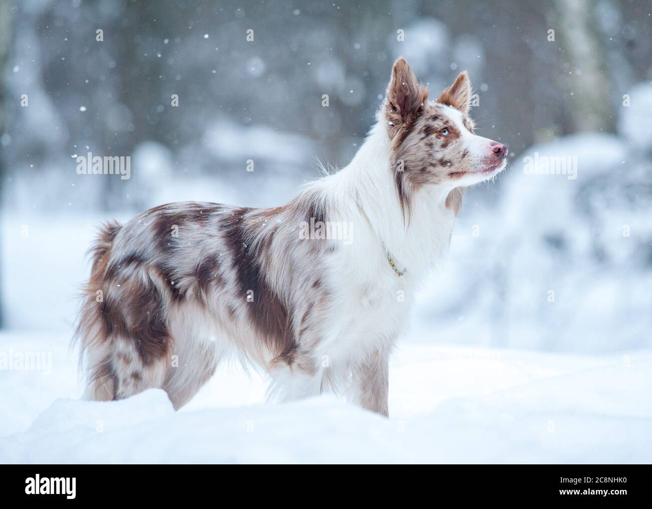 Collie di bordo in inverno guardando curioso Foto Stock