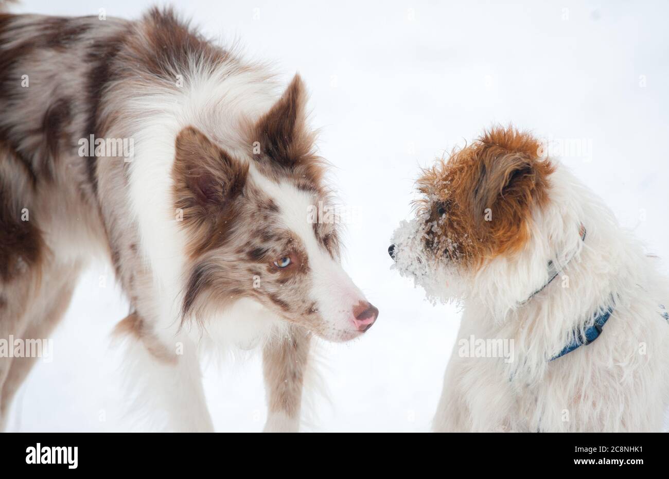 Carino collie di bordo incontra jack russel terrier in nevoso parco Foto Stock