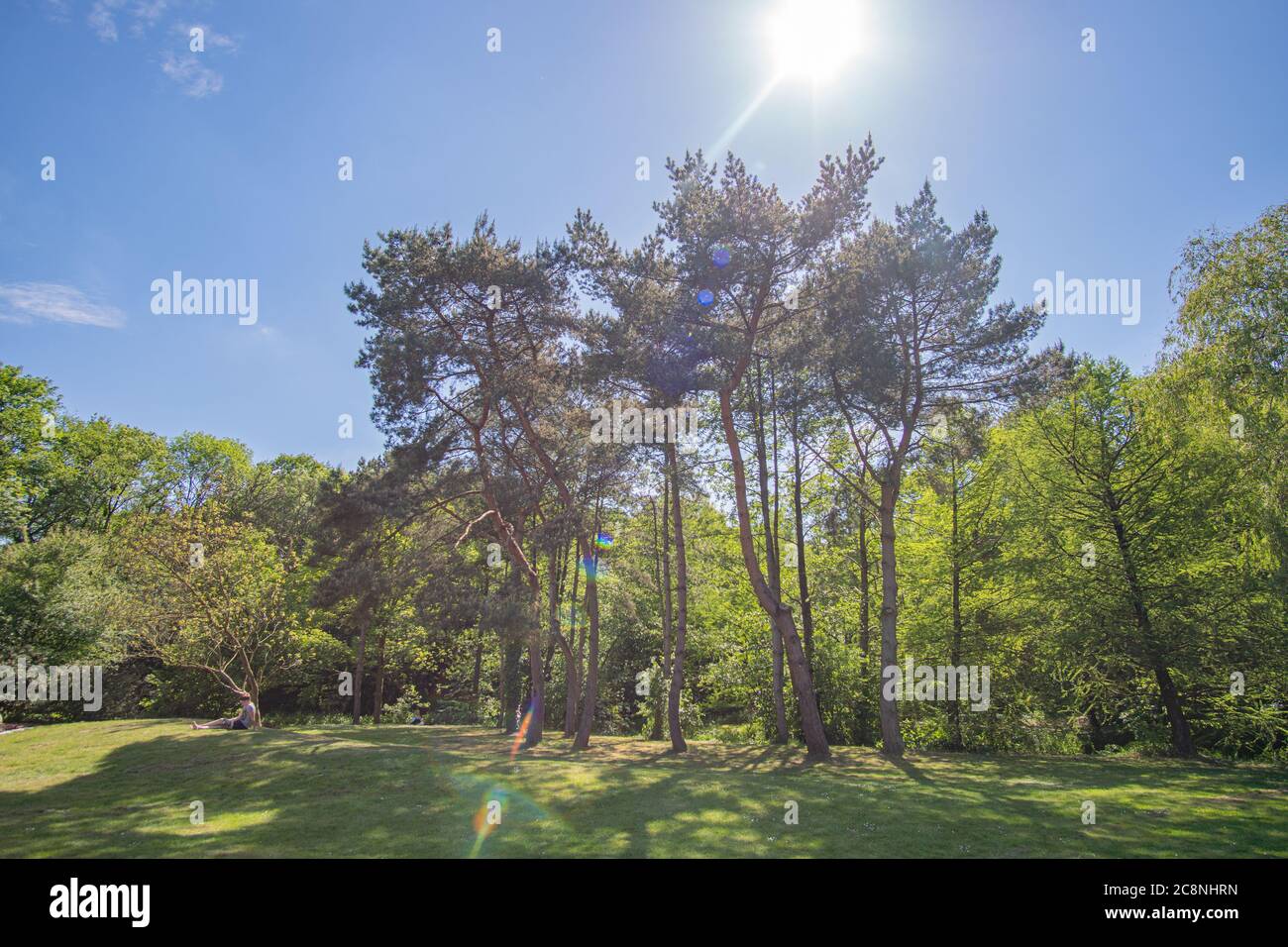 Alti alberi al sole al Brema Rhododendron Park Foto Stock