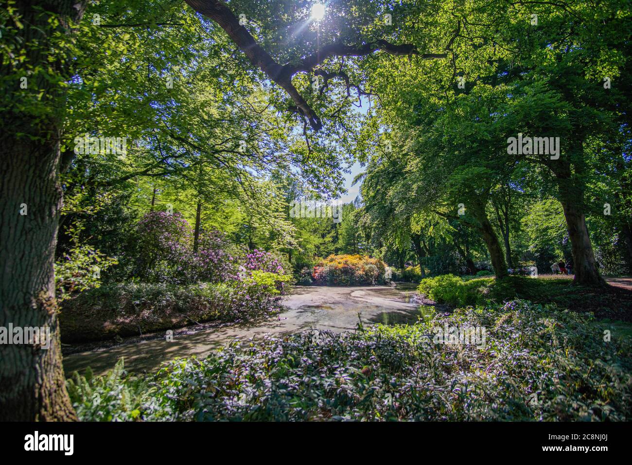 Bellissimo laghetto circondato dal verde al Brema Rhododendron Park Foto Stock