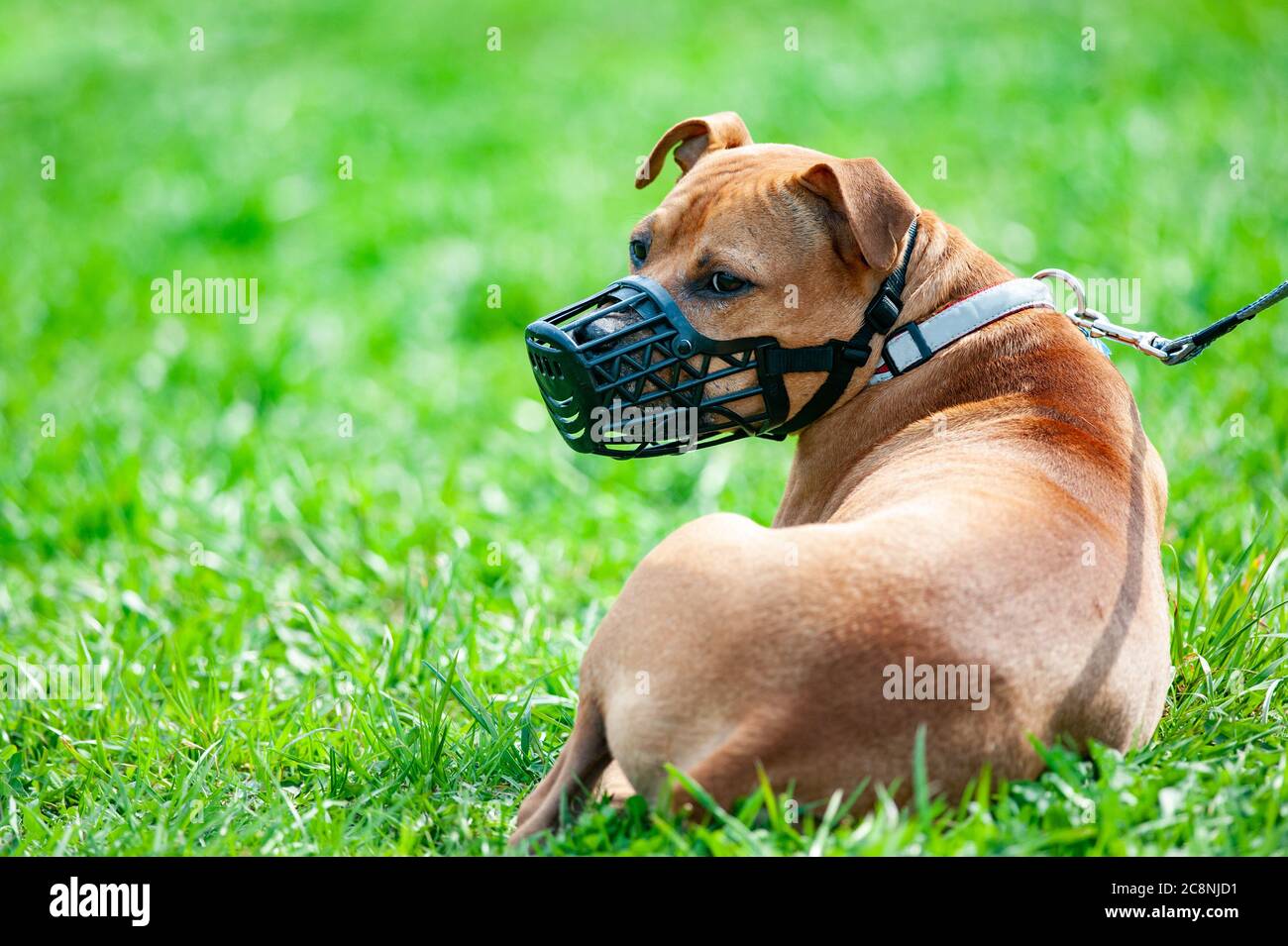 Pitbull terrier in muso su un guinzaglio Foto Stock