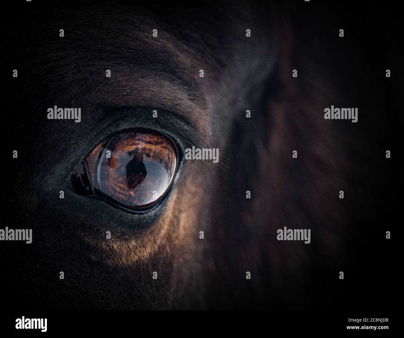 Splendida vista dell'occhio del cavallo Foto Stock