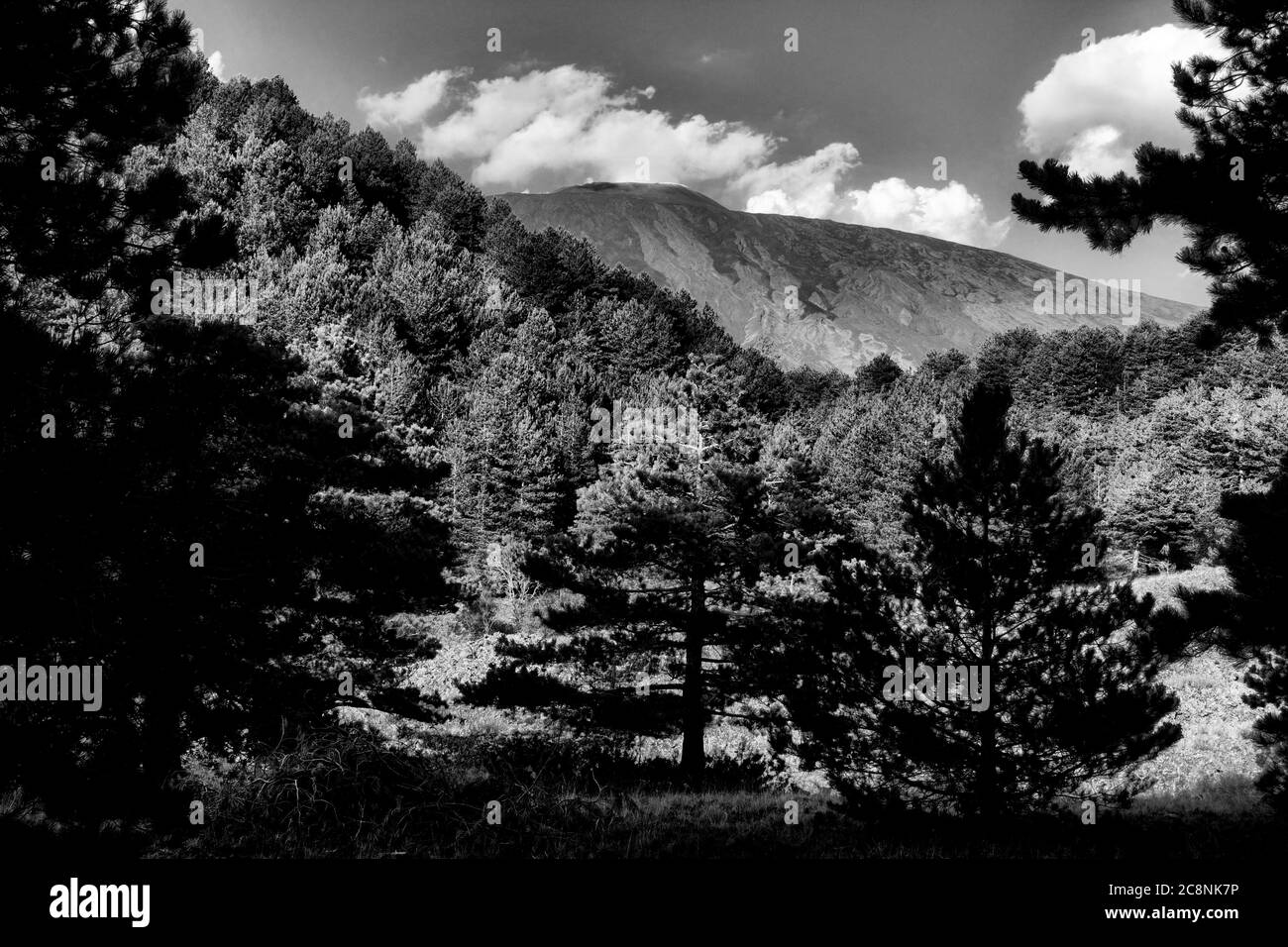 Pineta e vulcano Etna vista in bianco e nero, punto di riferimento nel paesaggio naturale di un viaggio in Sicilia Foto Stock