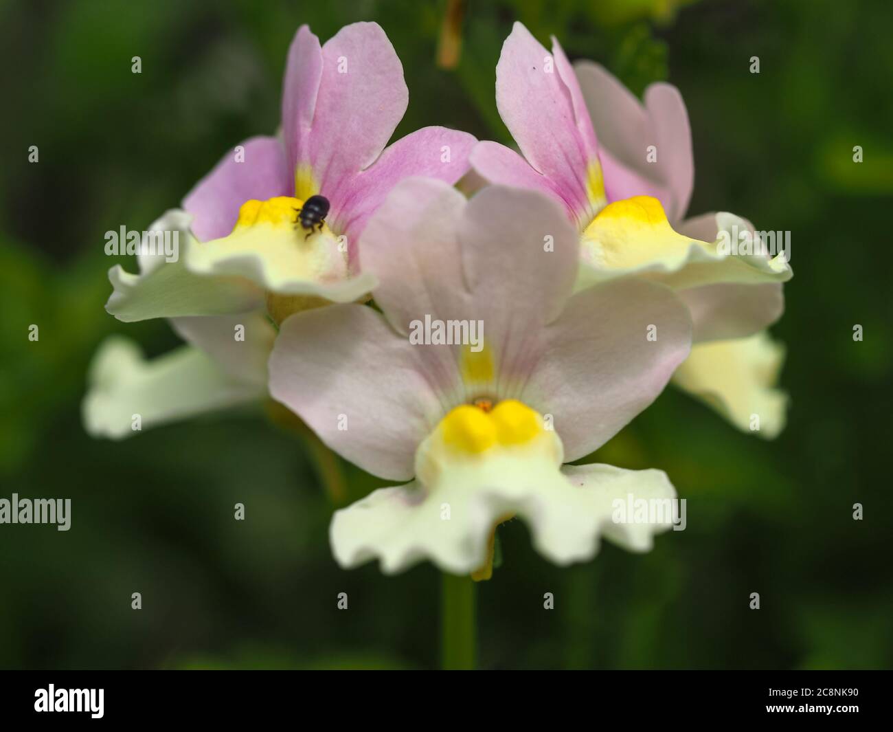 Closeup di fiori nemesia giallo e lilla, varietà Bonnet Pasqua Foto Stock