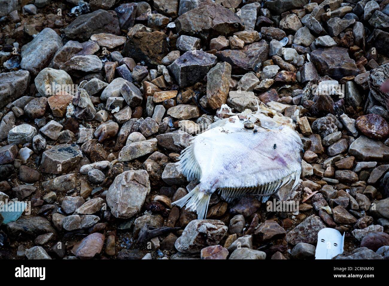 Pesci morti sulla spiaggia, cattivo inquinamento del mare Foto Stock