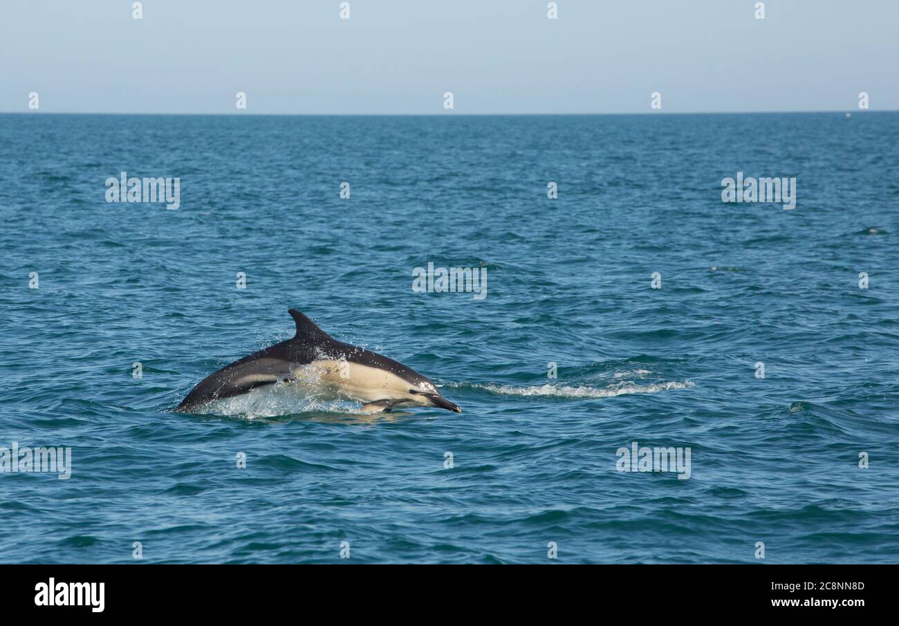 Un delfino comune, Delfinus delphis, che salpava al largo della costa del Devon. Devon Inghilterra GB Foto Stock