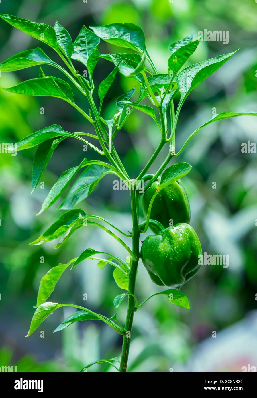 Bella pianta di Capsicum nel mio giardino Foto Stock
