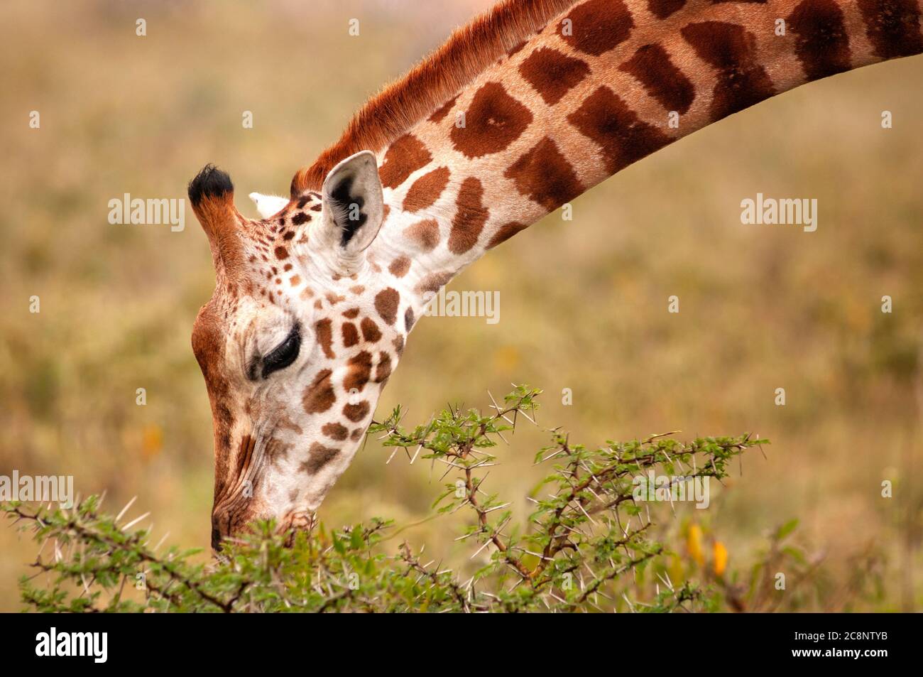 Giraffa di Rothschild, Giraffa camelopardalis rothschildi, pascolo nel Parco Nazionale del Lago Nakuru. Kenya. Africa. Foto Stock