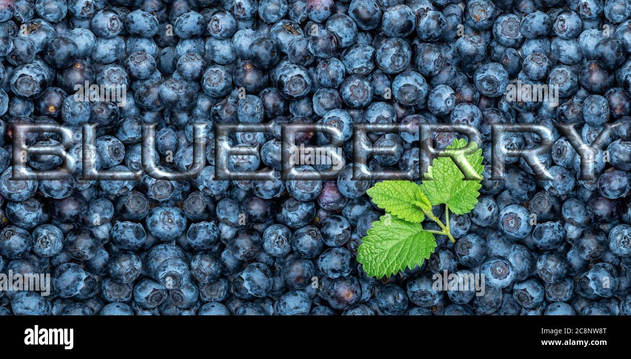 Pila di mirtilli freschi con foglie di menta e titolo scritto: Mirtillo. Scatto in testa. Foto Stock