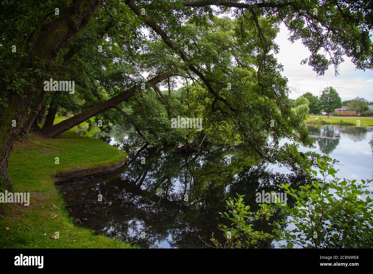 Riflessi alberi, spazi aperti, parco, foresta, bosco, amenità locali, lato lago, paesaggio, deciduo, sempreverde, screening, schermo, naturale. Foto Stock