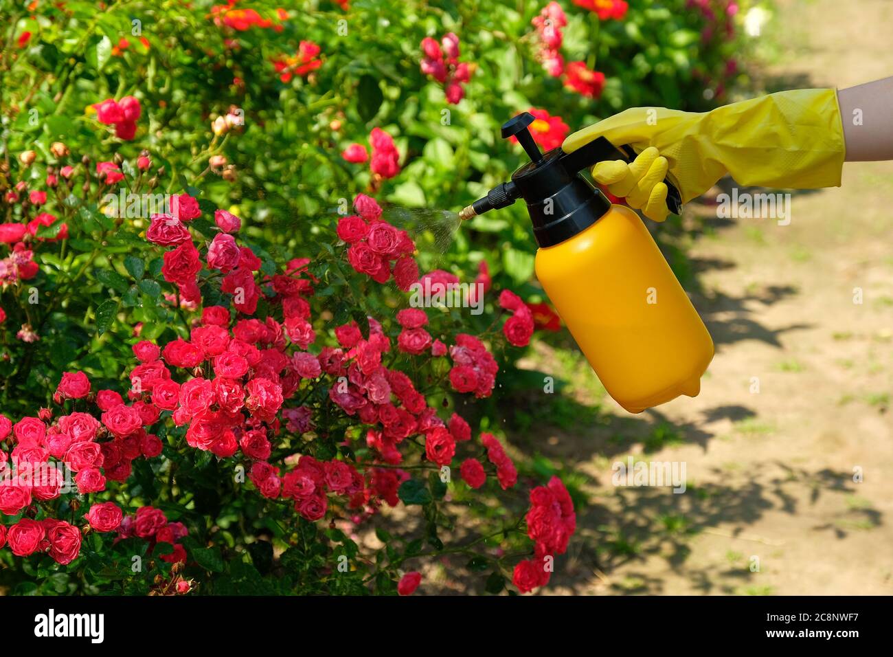 Giardiniere che spruzzano una rosa fiorente. Uso di bottiglia di spruzzatura di giardino con pesticidi per controllare insetti e malattie delle piante. Foto Stock