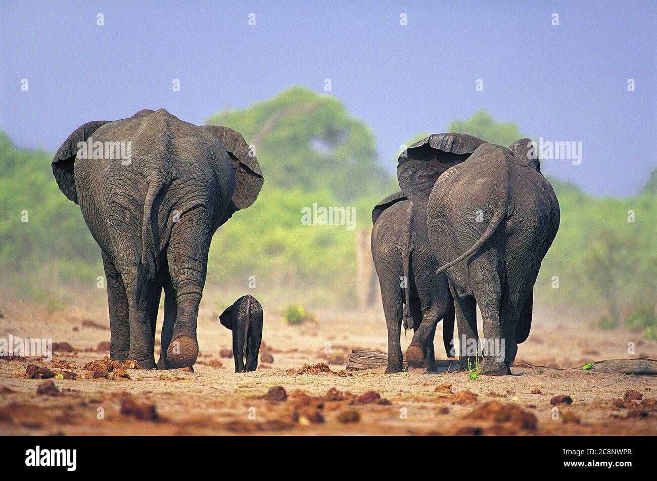 Madre elefante, elefante mandria che protegge il bambino elefante Foto  stock - Alamy