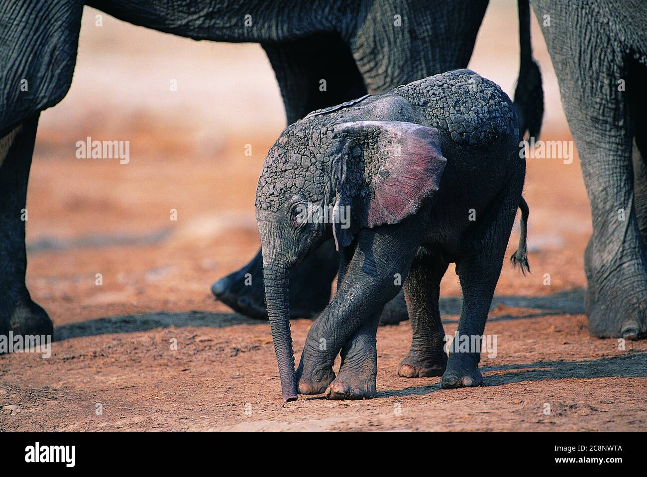 Madre elefante, elefante mandria che protegge il bambino elefante. Foto Stock