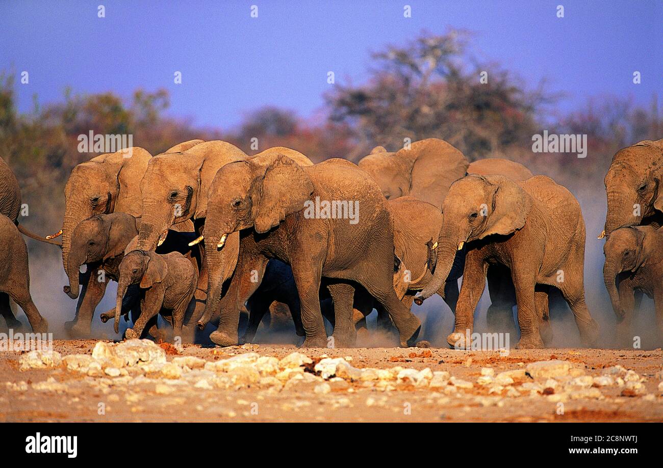 Madre elefante, elefante mandria che protegge il bambino elefante. Foto Stock