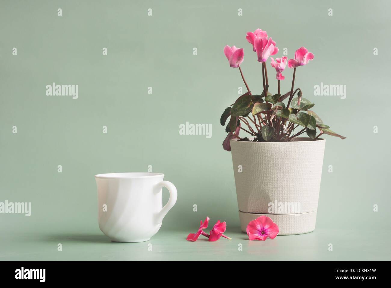 Una tazza di tè e un fiore di ciclamino in una pentola bianca su uno sfondo grigio-verde Foto Stock