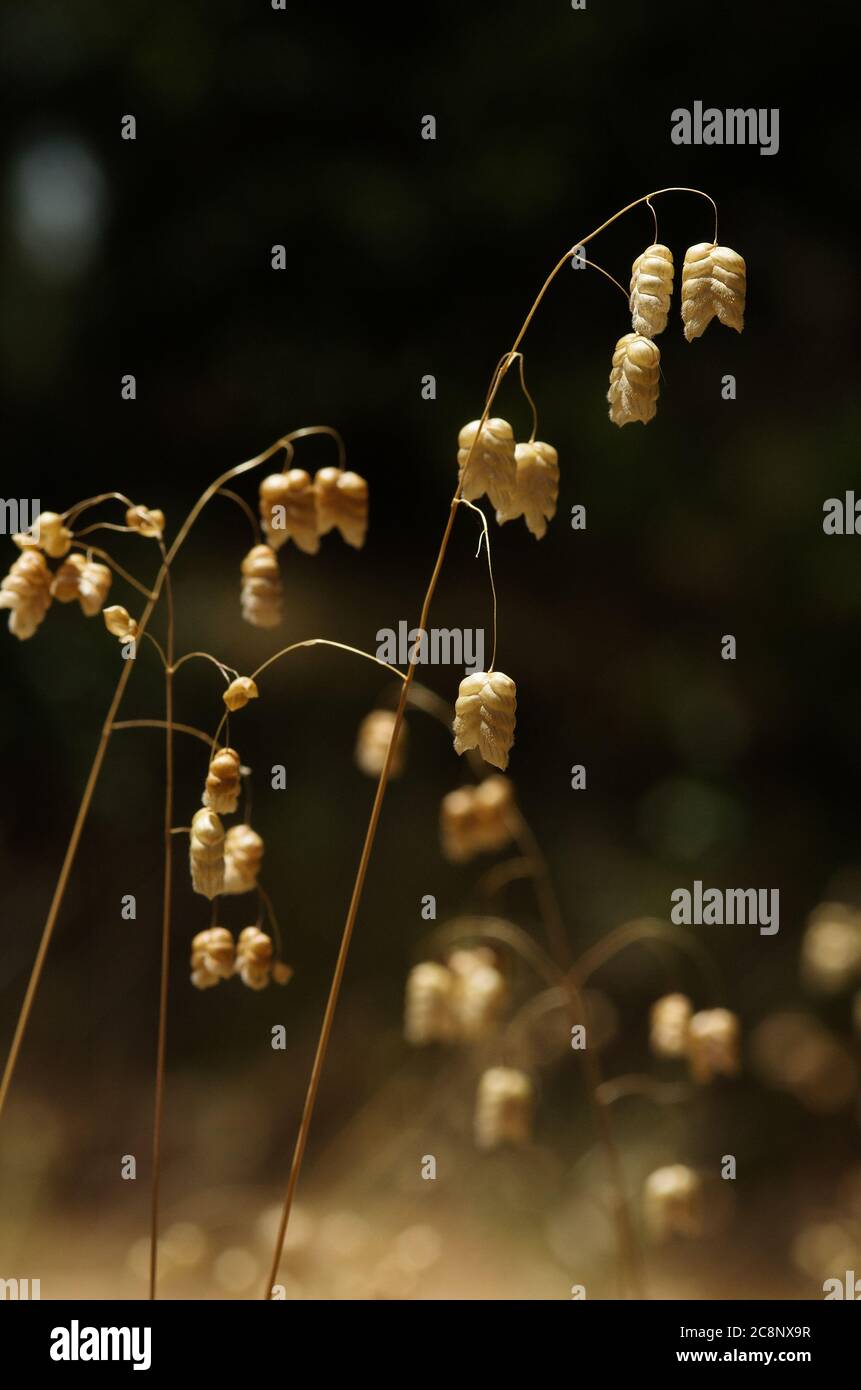 Fiori secchi e semi di diverse piante di erba di suino maggiore (Briza maxima) su uno sfondo naturale scuro fuori fuoco. Montagne di Arrabida, Setub Foto Stock