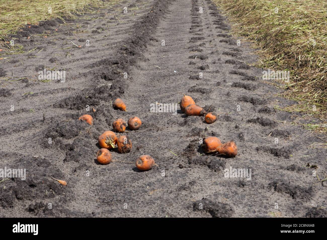 Le carote del mercato di Parigi sono rimaste sul campo tra le piste di gommista dopo la raccolta Foto Stock