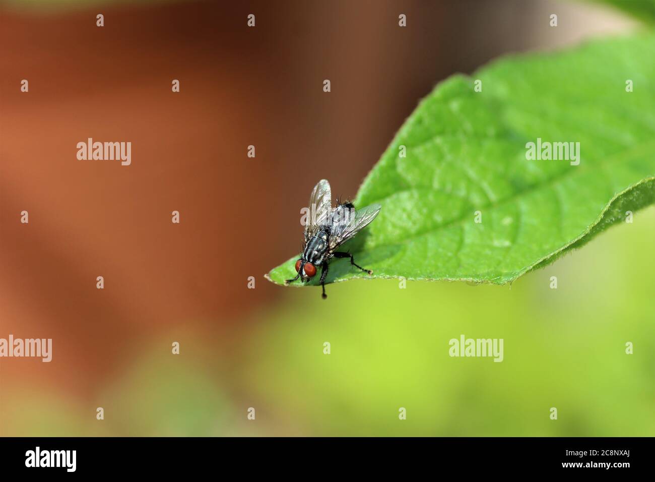 Primo piano di una mosca su una foglia verde Foto Stock