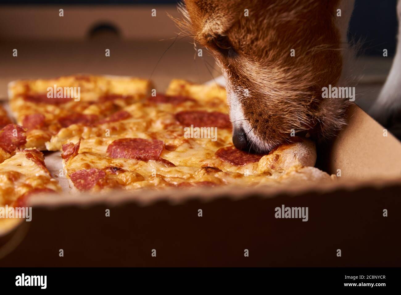 Jack russell terrier cucciolo mangiare pizza. Cibo e cane malsani.  Alimentazione animale Foto stock - Alamy