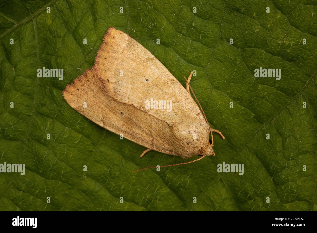 Dun-bar Moth (Cosmia trapezina) Foto Stock