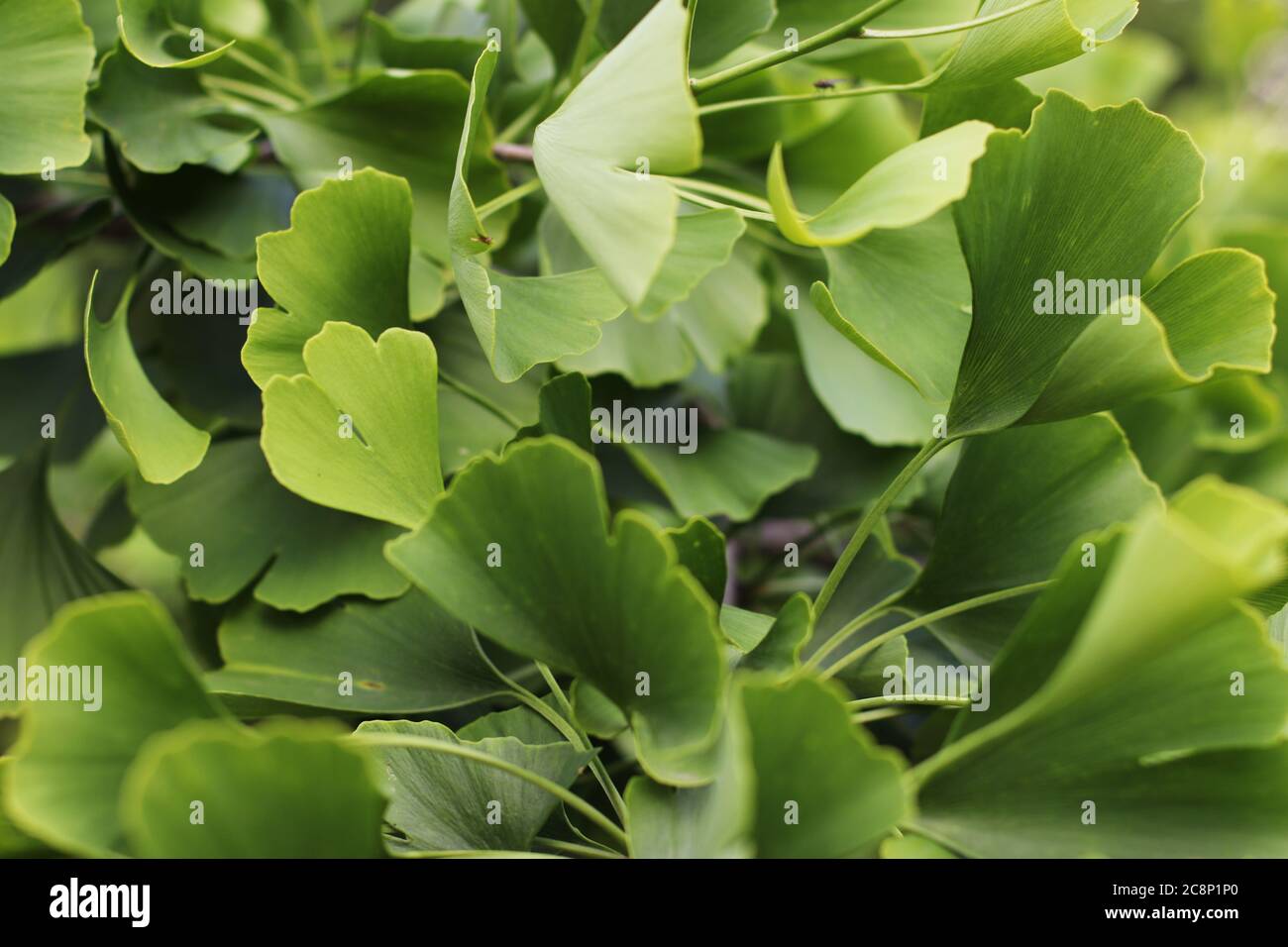 Il verde lascia lo sfondo nel Parco Foto Stock