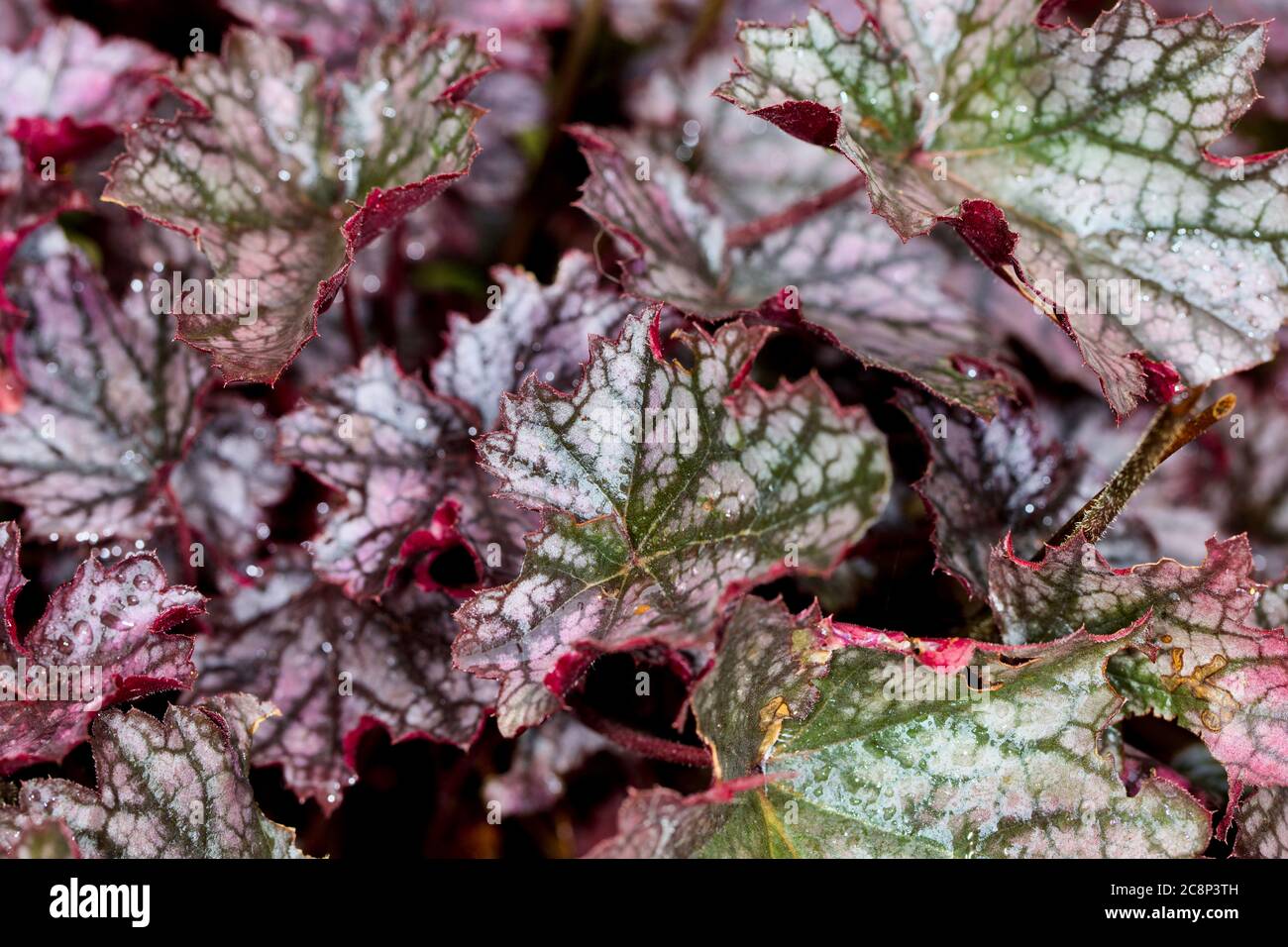 Heuchera'Black Beauty" Foto Stock