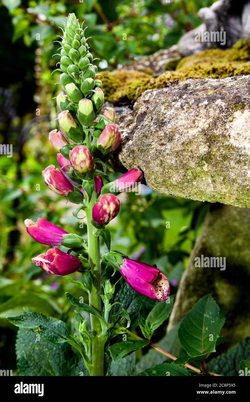 Guanto di ‘Digitalis purea’ Foto Stock