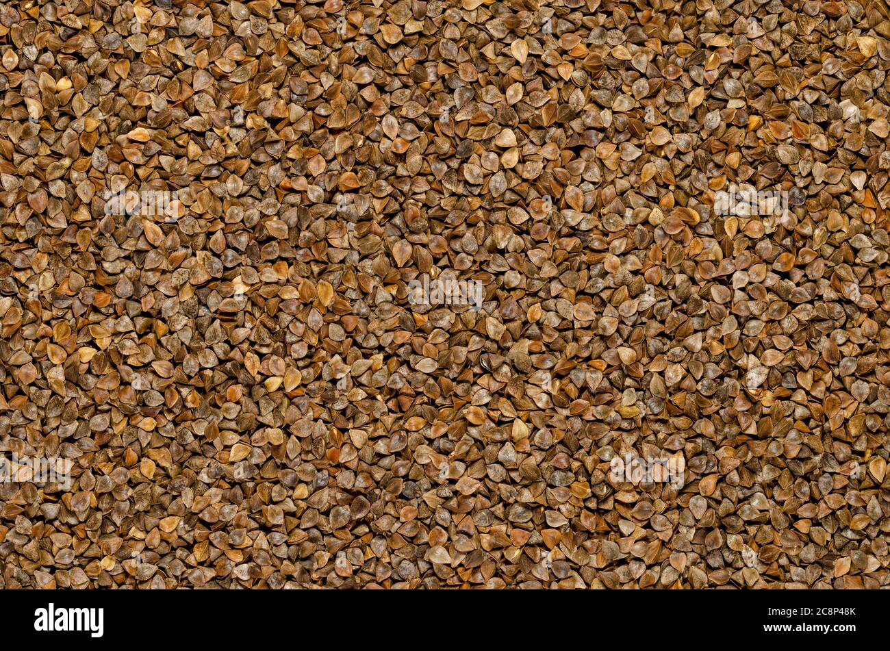Semi di grano saraceno comune con bucce, superficie e sfondo. Pseudocereale senza glutine con semi simili a grani, utilizzato come coltura di copertura. Fagopyrum esculentum. Foto Stock
