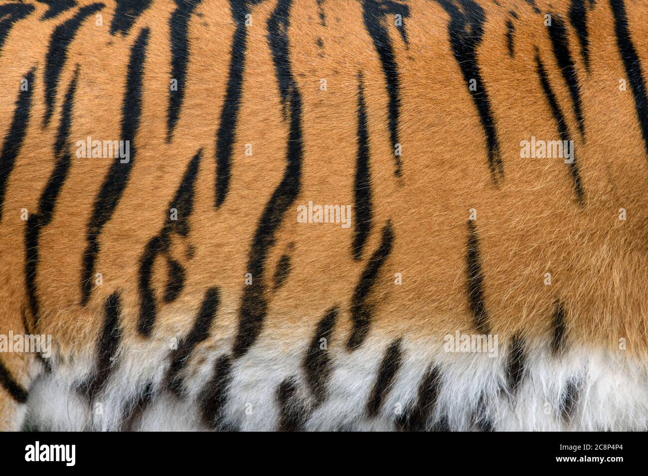 Closeup tigre reale la texture della pelle. Tiger fur texture di sfondo immagine di sfondo Foto Stock