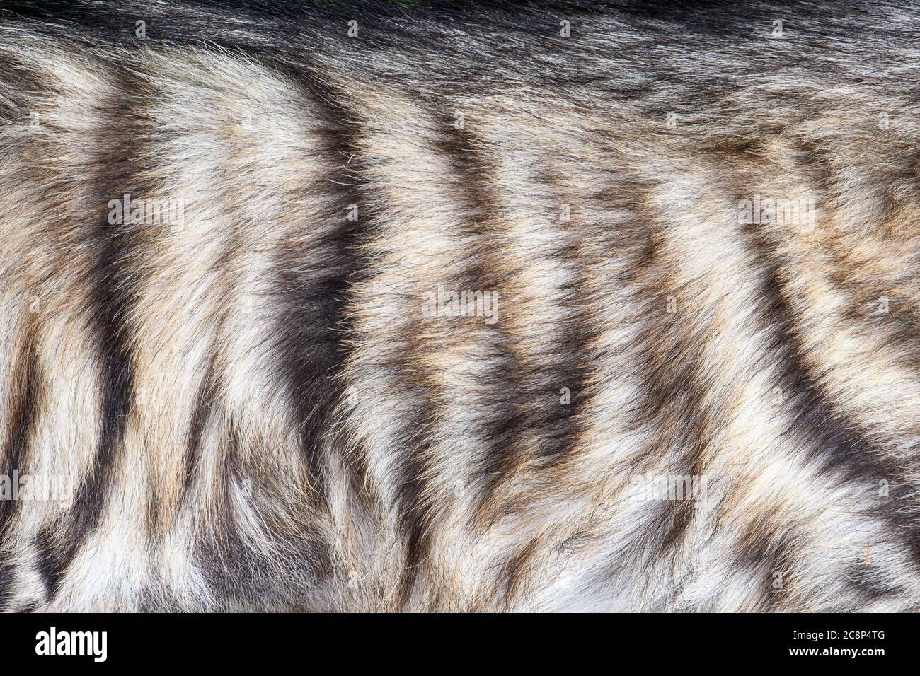 Closeup vera pelle di iena texture. Fur sfondo immagine texture sfondo sfondo Foto Stock