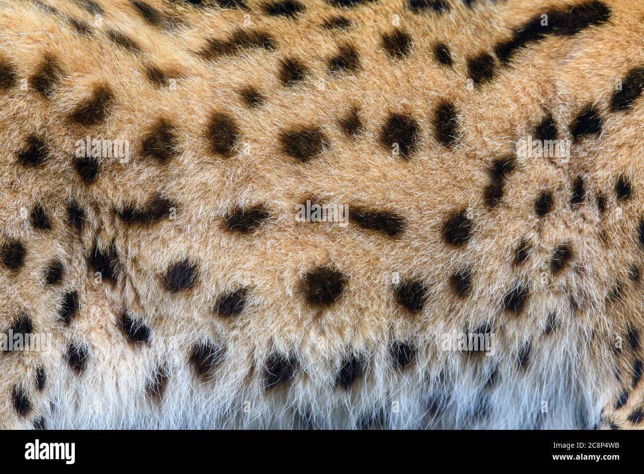 Vera pelle serval fur texture di sfondo Foto Stock