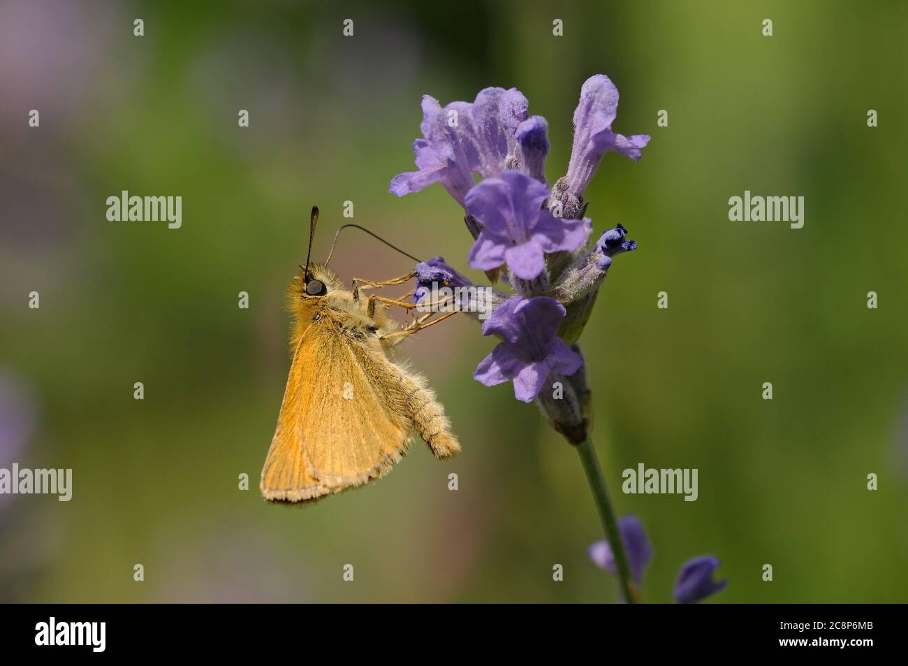 Piccolo skipper, Thymelicus sylvestris, farfalla, luglio, Norfolk, alimentazione in lavanda in giardino Foto Stock