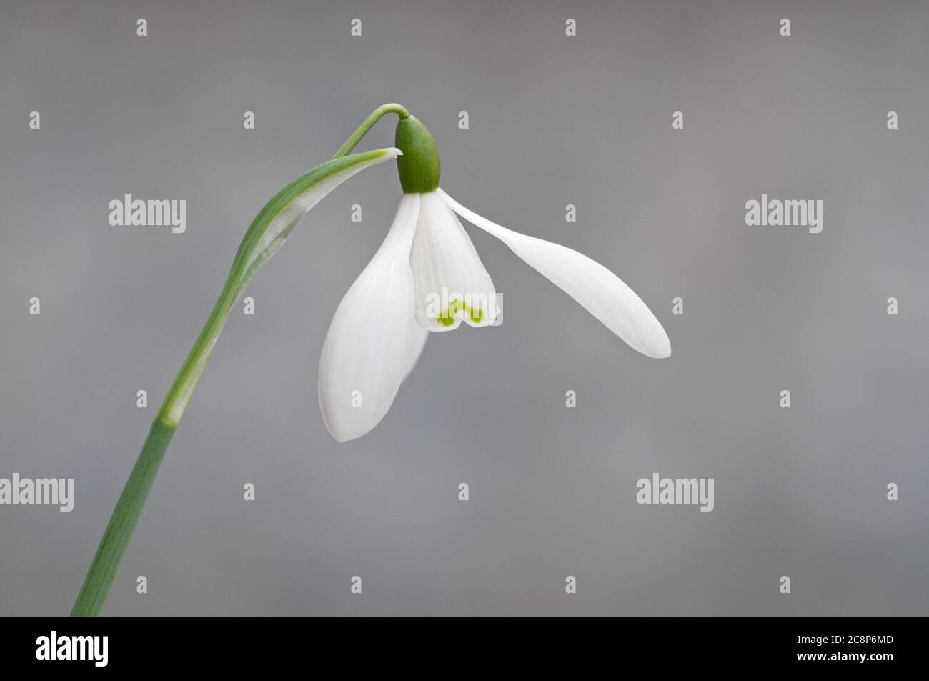 Snowdrop, Galanthus nivalis, fiore su sfondo grigio, Primavera, Febbraio, Norfolk Foto Stock