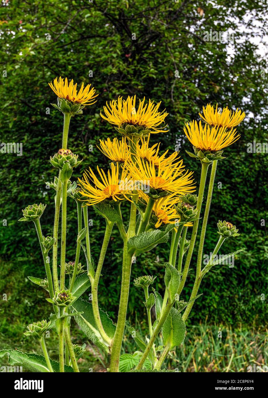 Teste di fiore gialle di piante medicinali Inula helenium o elecambpane nel prato estivo. Conosciuto anche come Horse-Heal, Elfdock o Elienium. Fioritura selvaggio f Foto Stock