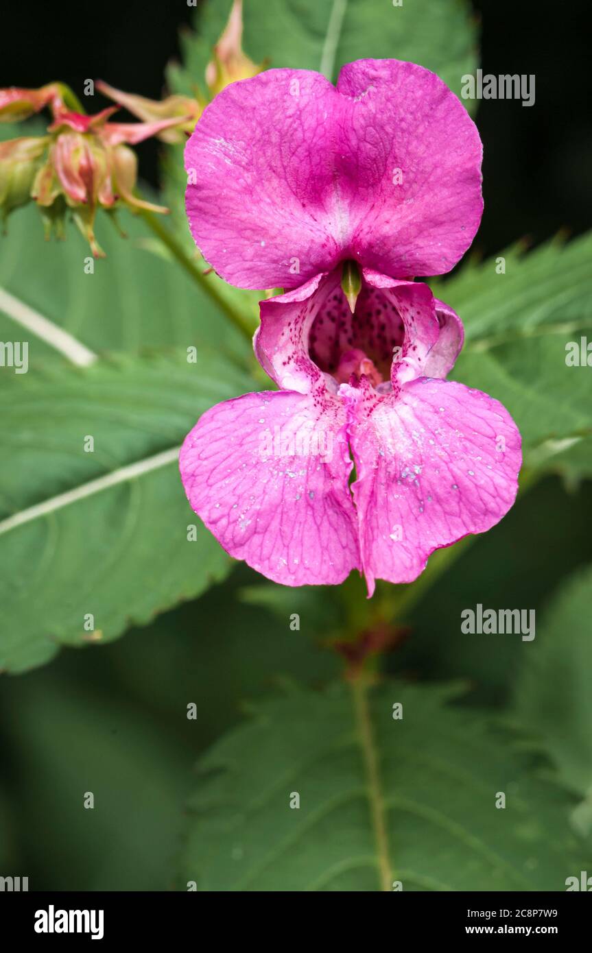 Un'immagine da vicino estiva di Himalyan Balsam, Impatiens glandulifera, presso la riserva naturale di Staveley, Yorkshire, Inghilterra. 24 luglio 2020 Foto Stock