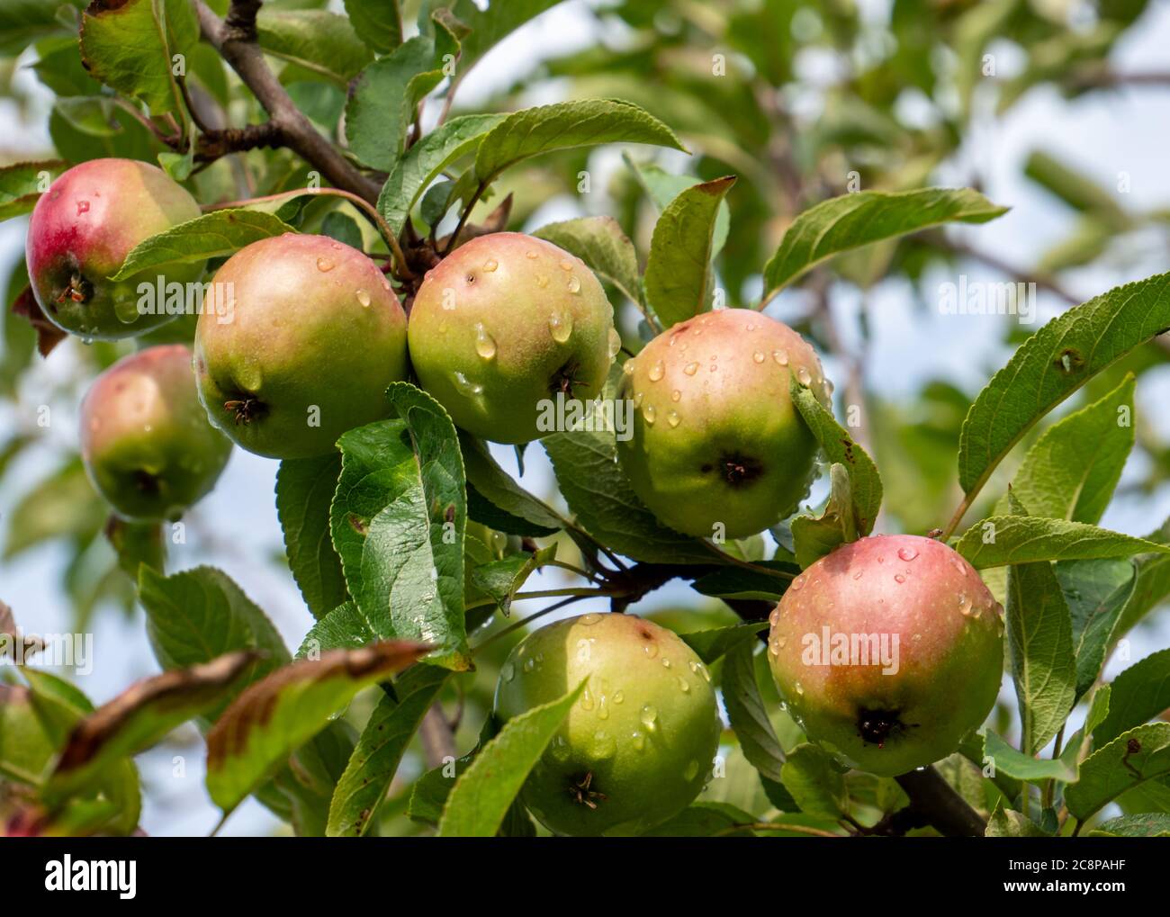 mele su albero con gocce d'acqua Foto Stock