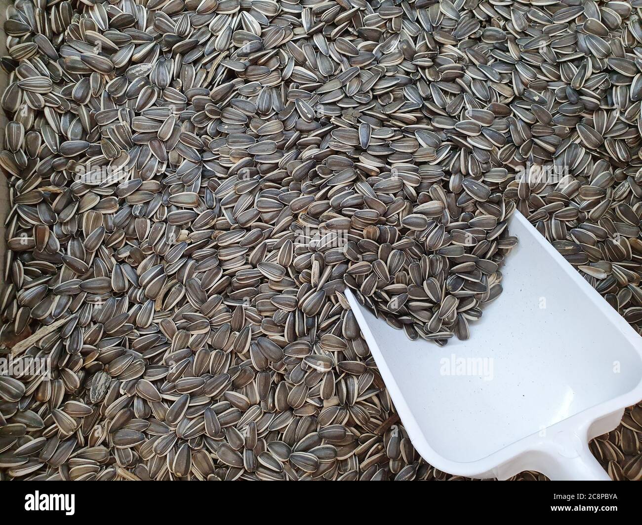 Un sacco di semi di girasole. Grano in grandi quantità per consumo umano. Foto Stock