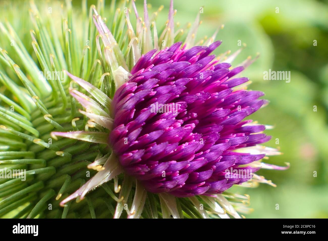 Primo piano su un fiore di thistle viola. Macrofotografia floreale. Messa a fuoco selettiva, sfondo deliberatamente sfocato. Foto Stock