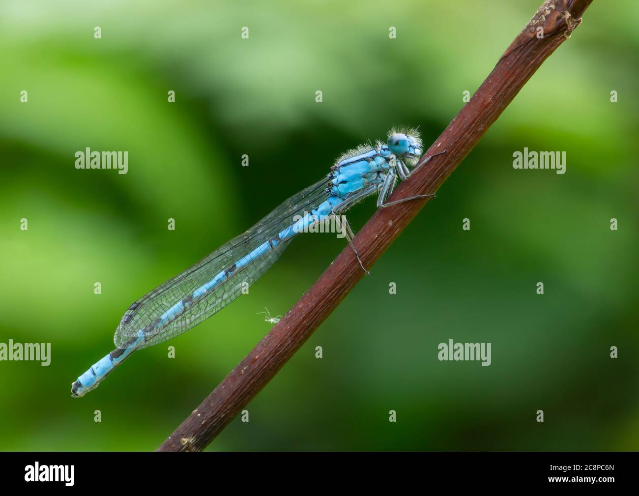 Un Dasselfly comune maturo che poggia su un ramo sottile. Foto Stock