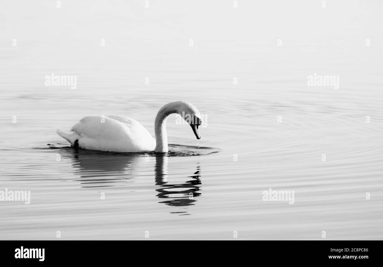 Swan bianco e nero sull'acqua Foto Stock