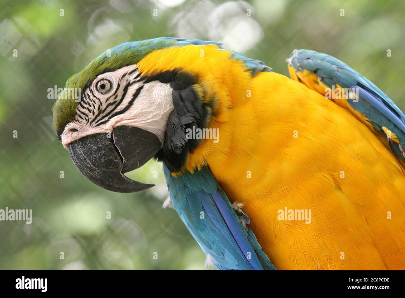 In prossimità di arara, coloratissimi uccelli brasiliani Foto Stock