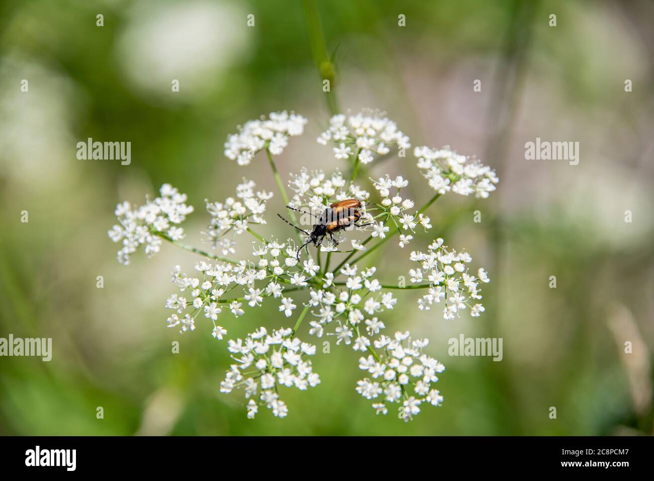 Due coleotteri marroni che si abbaiano su un fiore bianco in estate Foto Stock