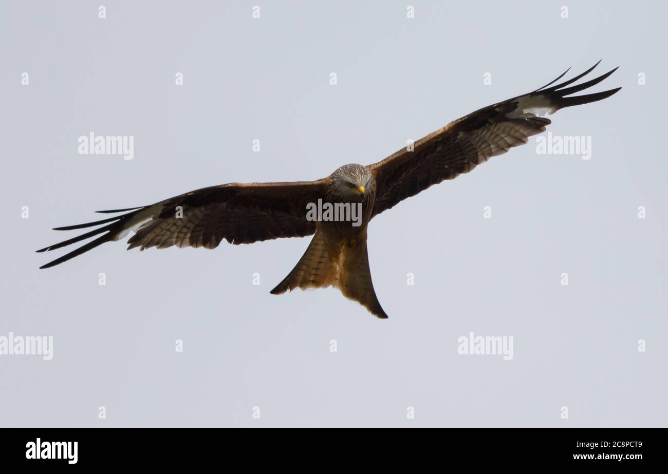 Red Kite ha preso in volo sopra i giardini a Winchcombe Foto Stock