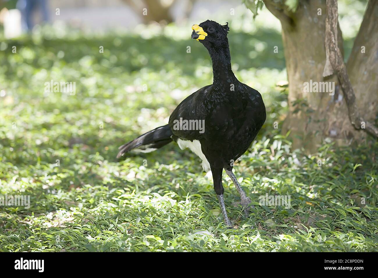 Bare-di fronte Curassow, Crax fasciolata, big black bird con yellew bill nella natura habitat, Pantanal, Brasile, Sud America Foto Stock