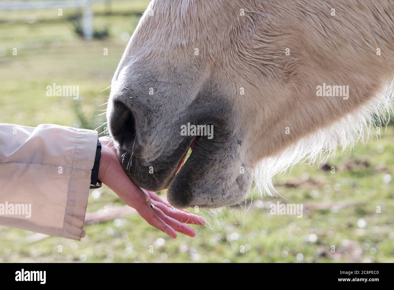 Primo piano della bocca di un cavallo che tocca la mano di una persona Foto Stock